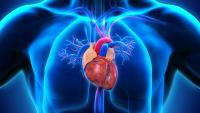 Picture of heart in chest